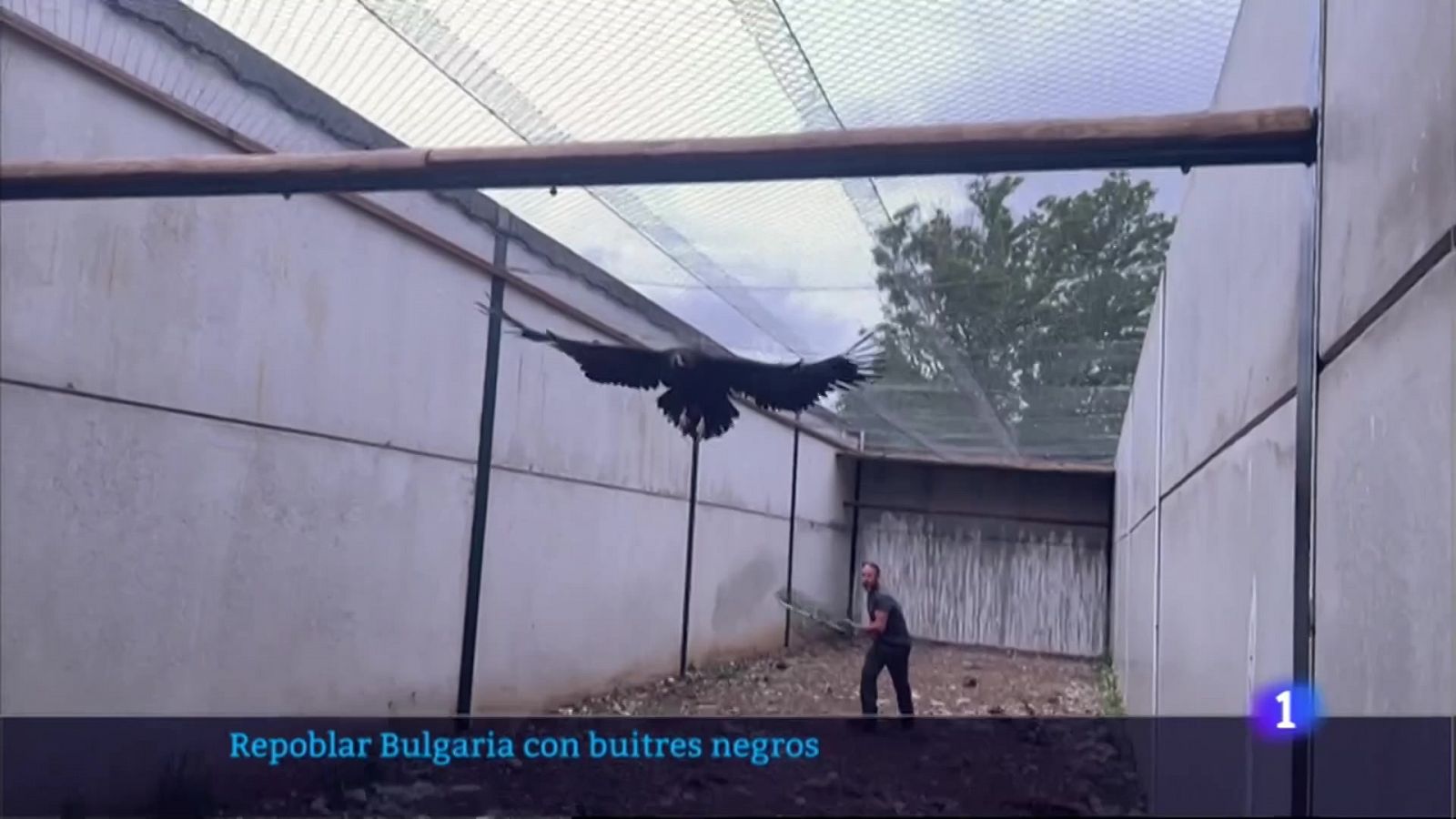 'AMUS' participa en la repoblación de Bulgaria con buitres negros - RTVE.es