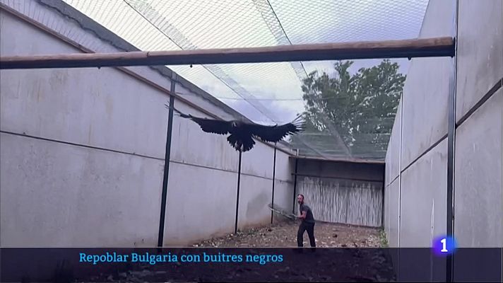 'AMUS' participa en la repoblación de Bulgaria con buitres negros