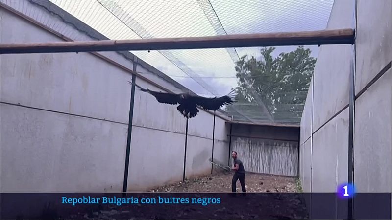 'AMUS' participa en la repoblación de Bulgaria con buitres negros - Ver ahora