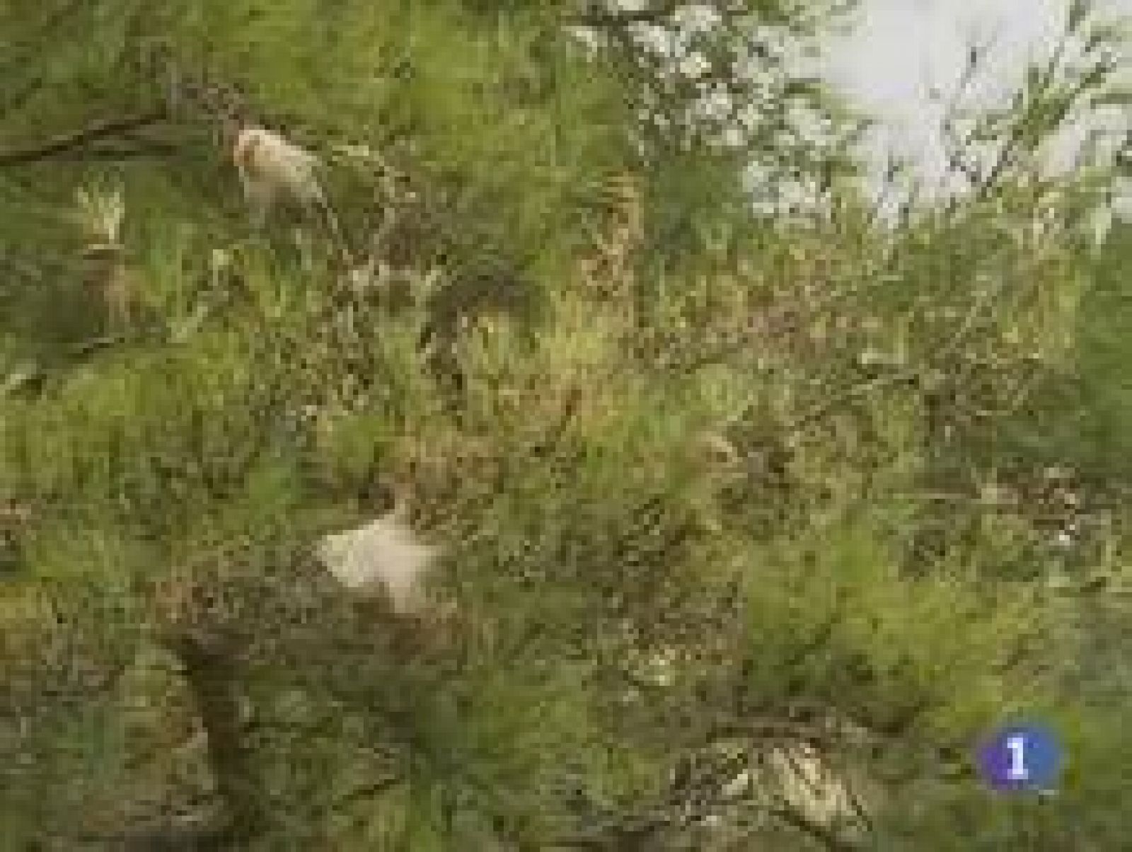 Noticias de Catilla La Mancha. Informativo de Castilla La Mancha. (18/12/09).