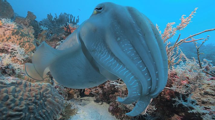 Into the blue - Las islas Forgotten