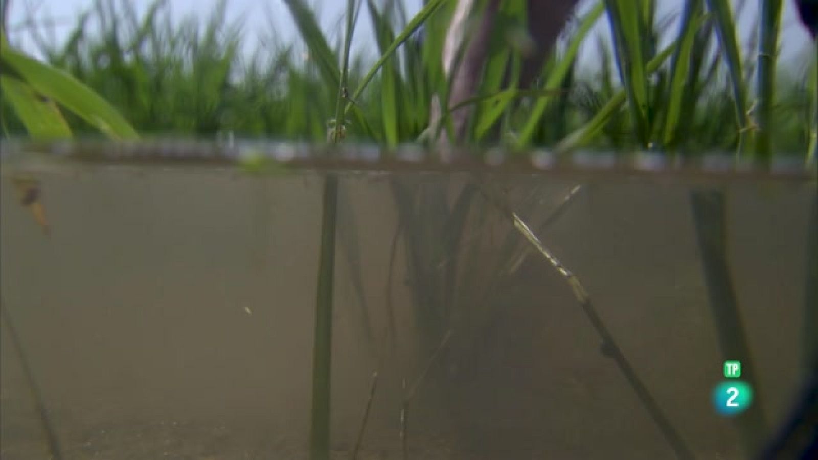 Universo Sostenible 3: ¿Cómo se controlan las plagas? - ver ahora