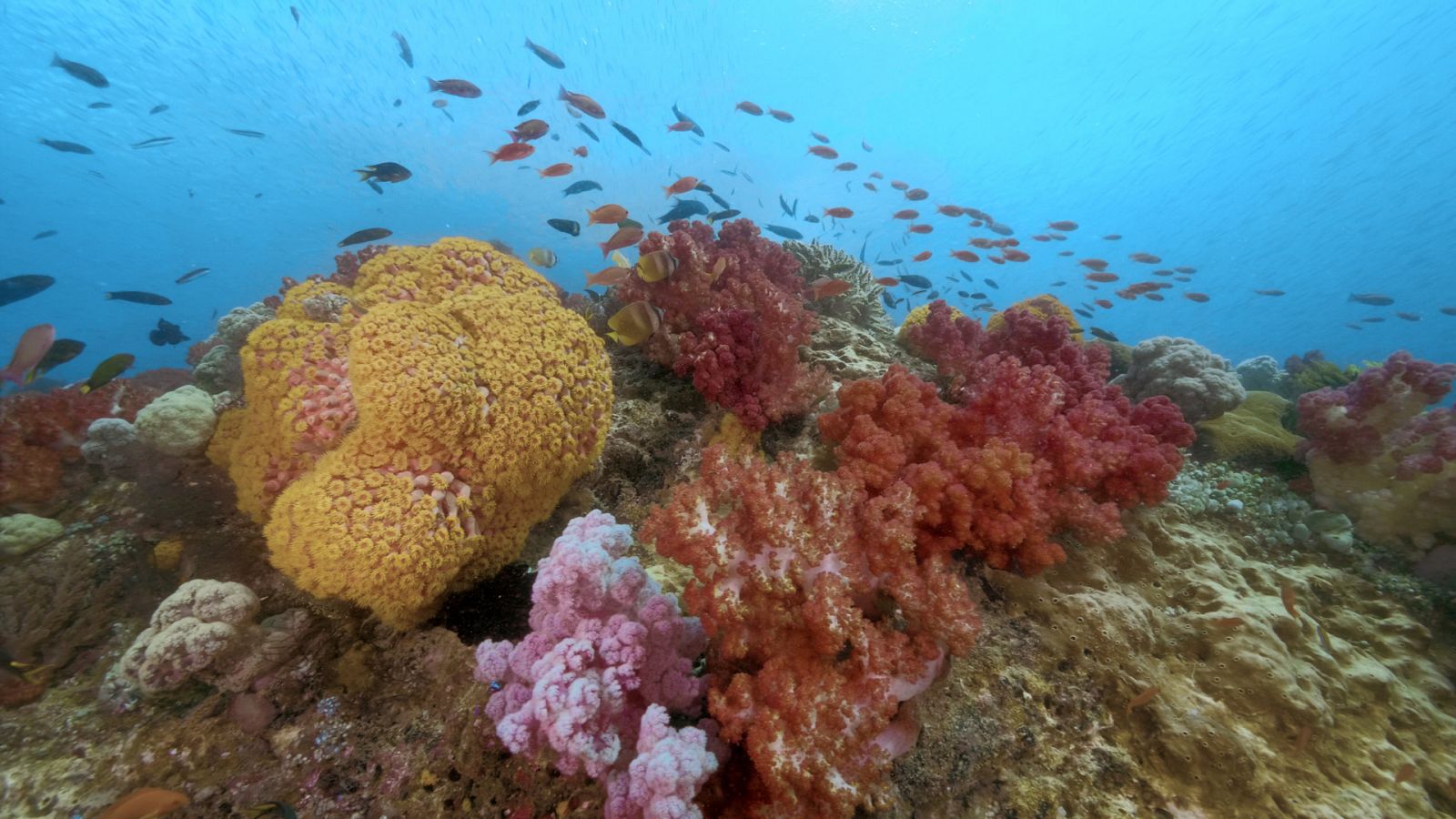 Into the blue - Episodio 8: Sulawesi (Manado y Lembeh) - Documental en RTVE