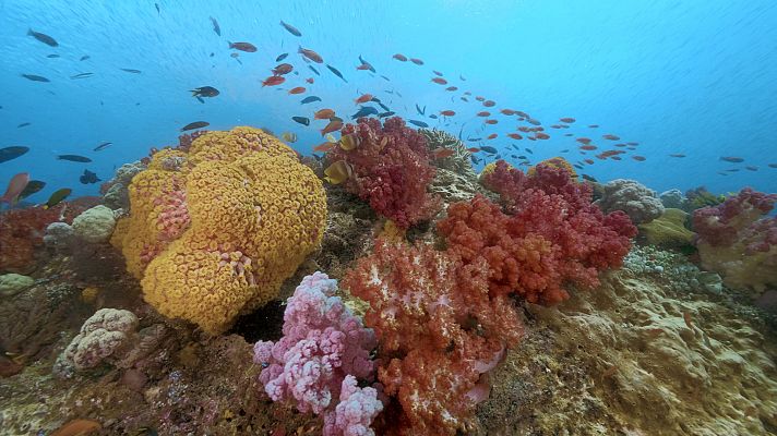 Sulawesi (Manado y Lembeh)