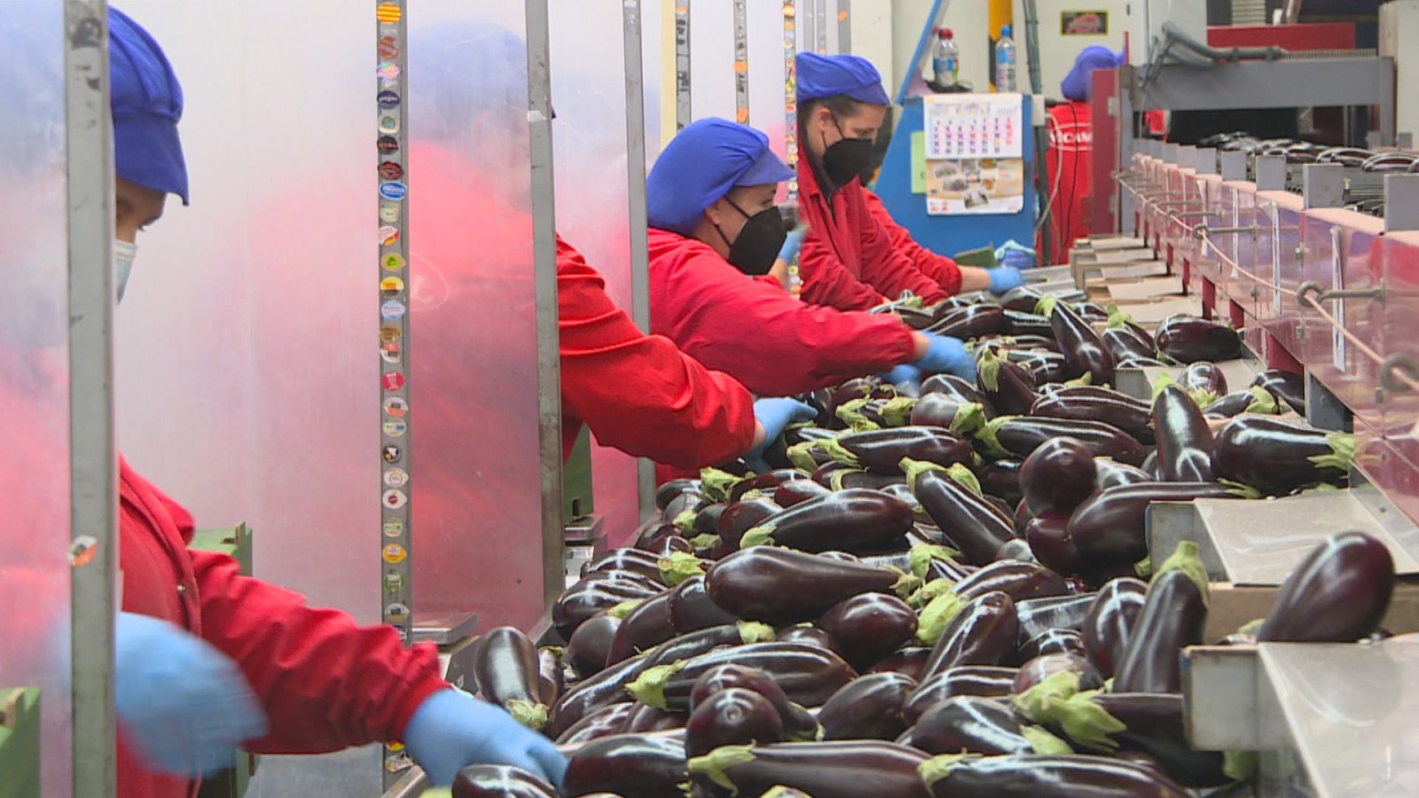 El tomate almeriense en declive - Ver ahora