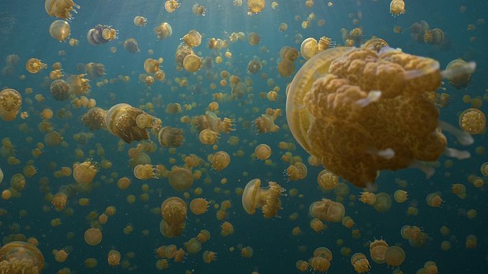 Into the blue - Raja Ampat