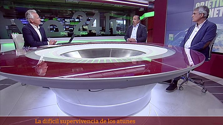 Objetivo Planeta - La difícil supervivencia de los atunes