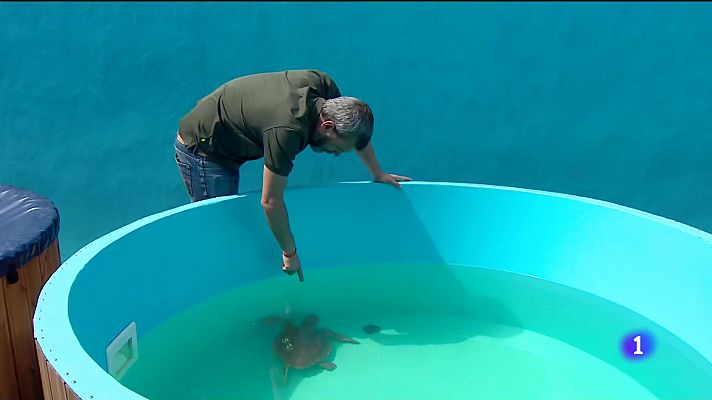 La Tahonilla, en Tenerife, usa el láser terapéutico para curar tortugas