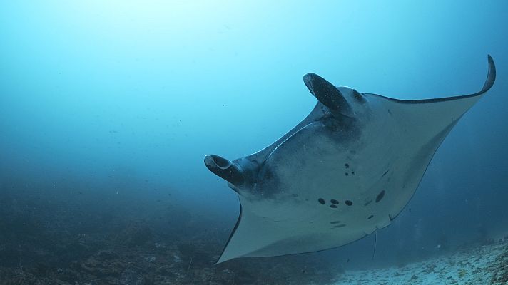Into the blue - Komodo