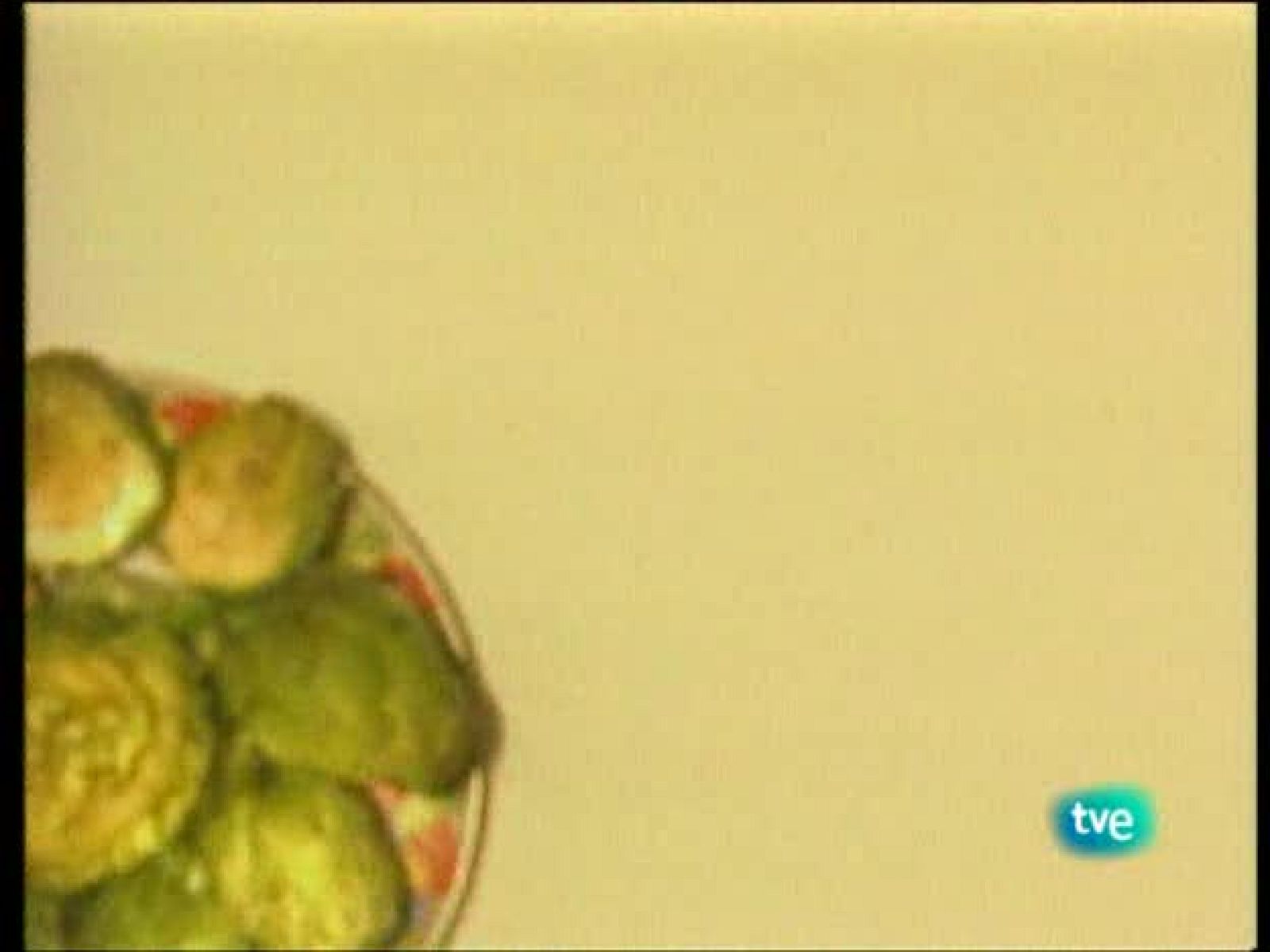 A pedir de boca - Alimentos ecológicos andaluces - Ver ahora