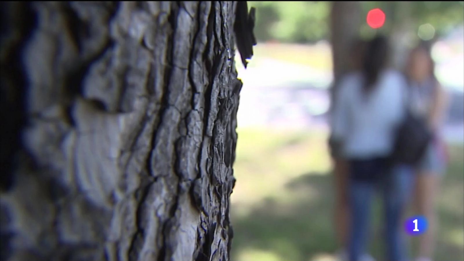 Telecanarias: La Laguna pionera en la prevención del suicidio en colegios | RTVE Play