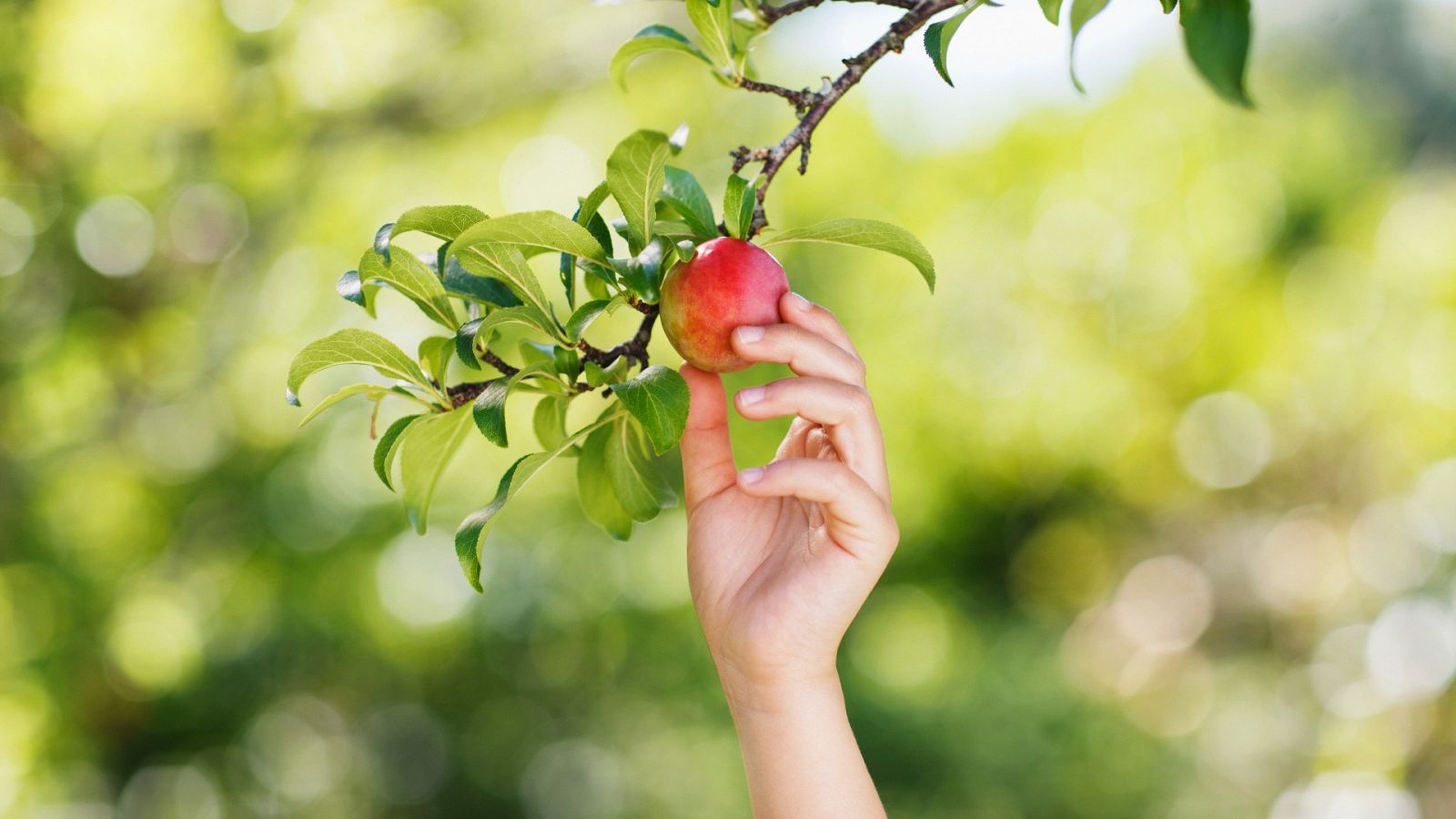 Las heladas de abril marcan la recogida de la fruta en Aragón