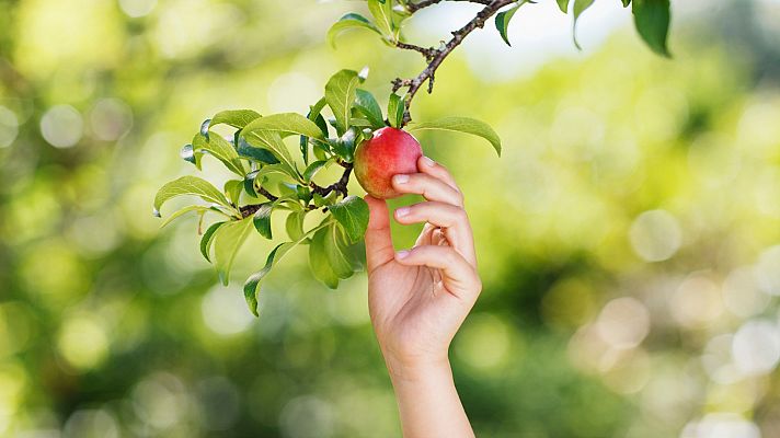 Comienza la recogida de fruta en Aragón con grandes pérdidas