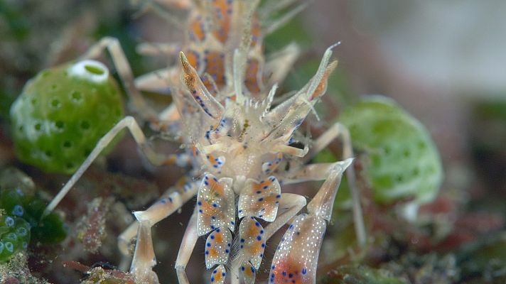 Into the blue - Bahía de Tritón