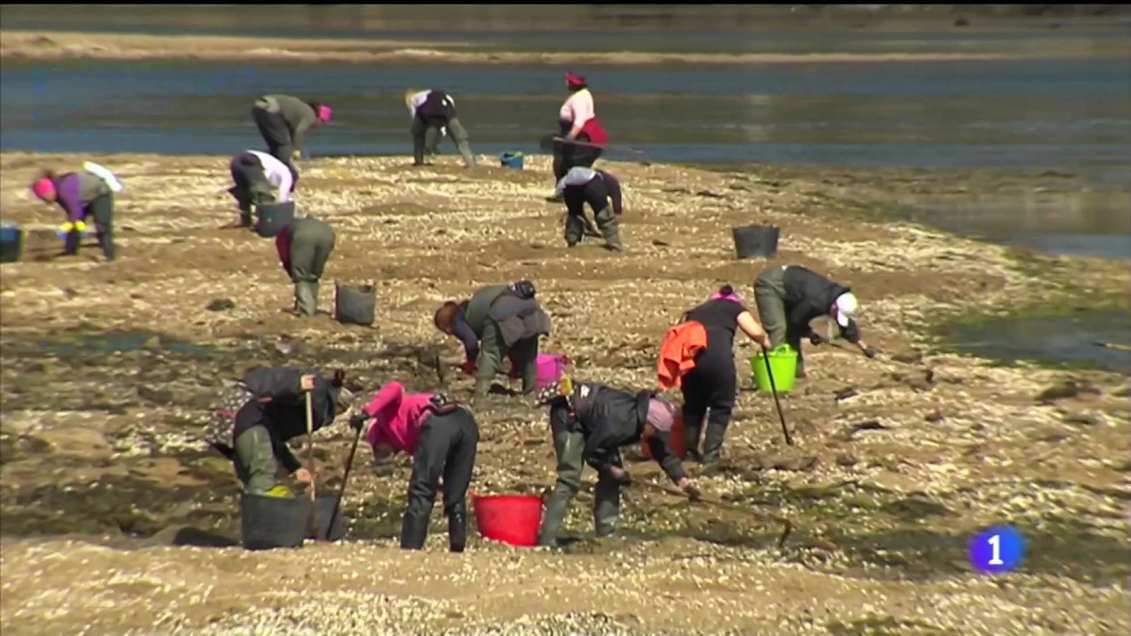 Ría de Arousa: caída de capturas