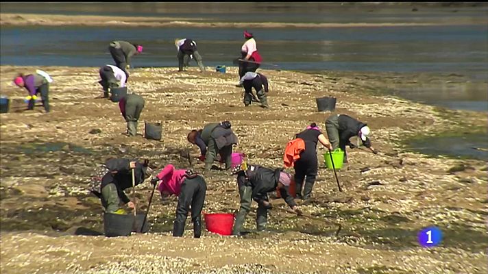 Ría de Arousa: caída de capturas