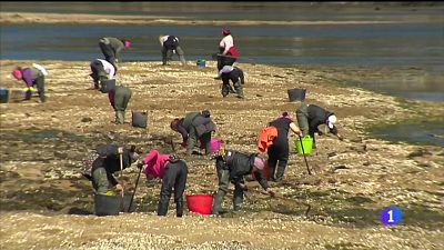 Ra de Arousa: cada de capturas