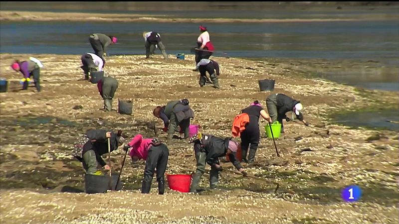 Ra de Arousa: cada de capturas