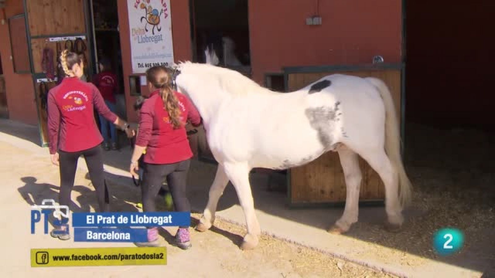 Terapias asistidas con animales. 