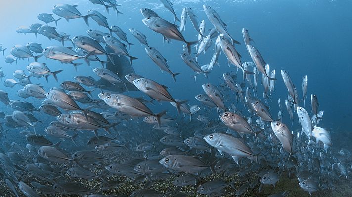 Into the blue - Ambon