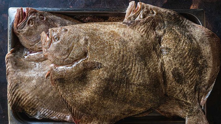 Saber vivir - Los peces planos, pescado blanco del fondo del mar