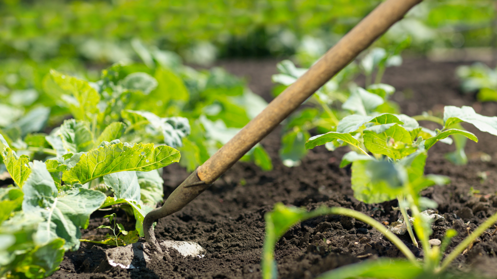 Consejos para montar una huerta en casa desde cero | Menudos Torres