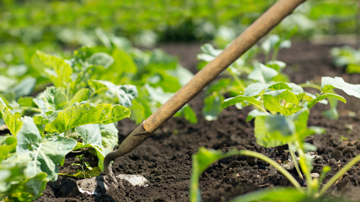 Consejos para montar una huerta en casa de