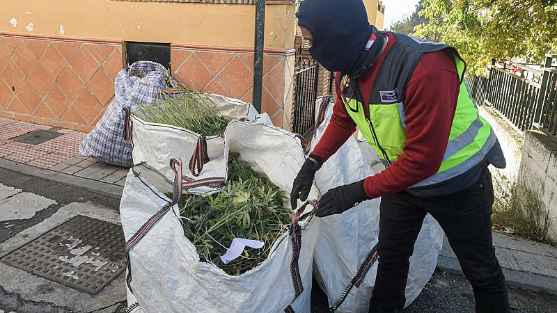 Los problemas de los vecinos del Distrino Norte de Granada por los cultivos de marihuana