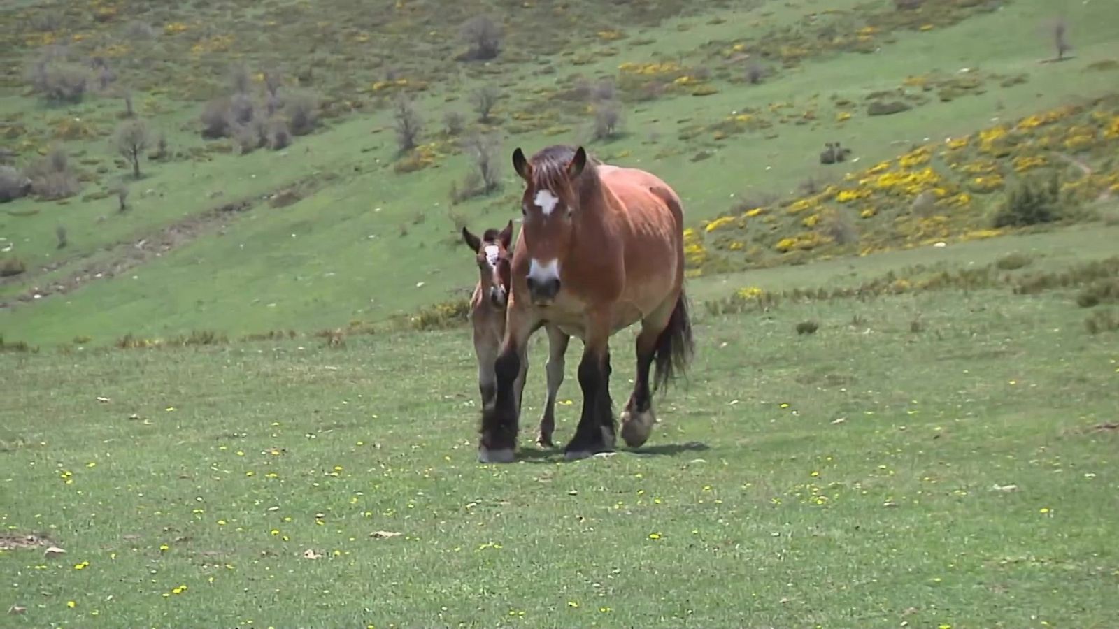 España Directo - 16/05/22 - ver ahora