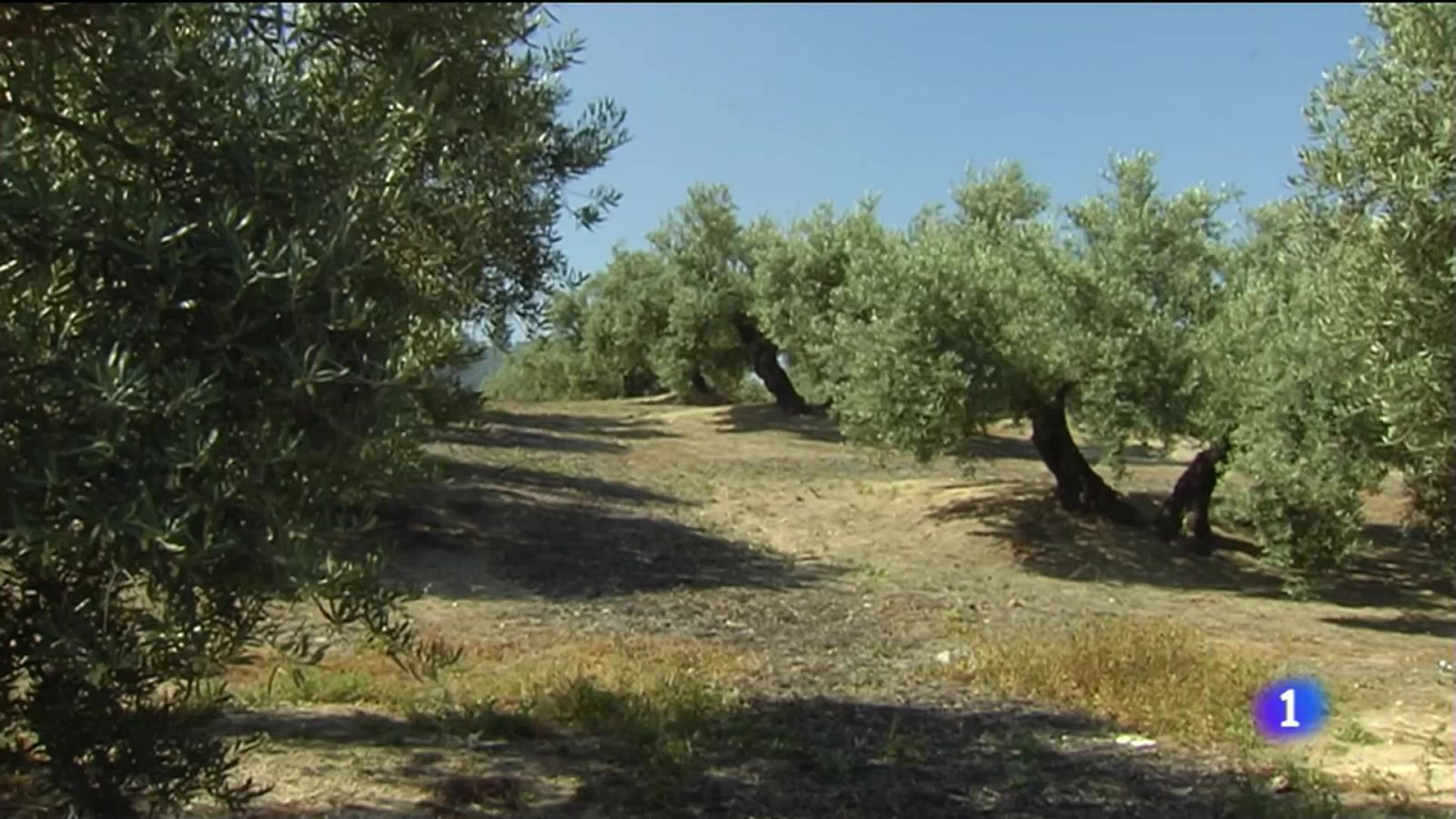 El olivar, sin riego este verano