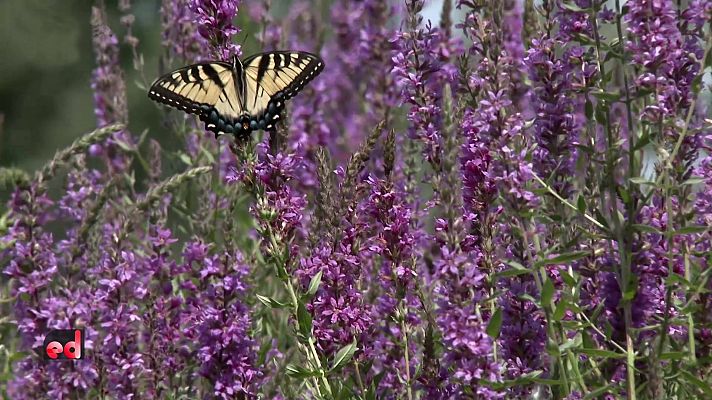 España Directo - España Directo - 17/05/22