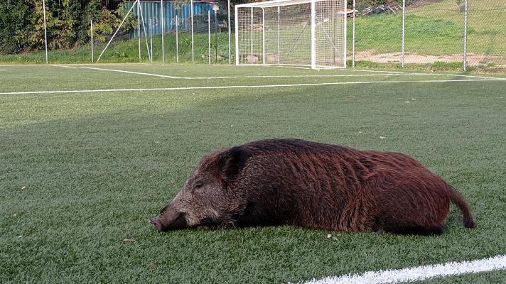 Agresiones y miedo: Roma en alerta por la llegada de jabalíes a la ciudad