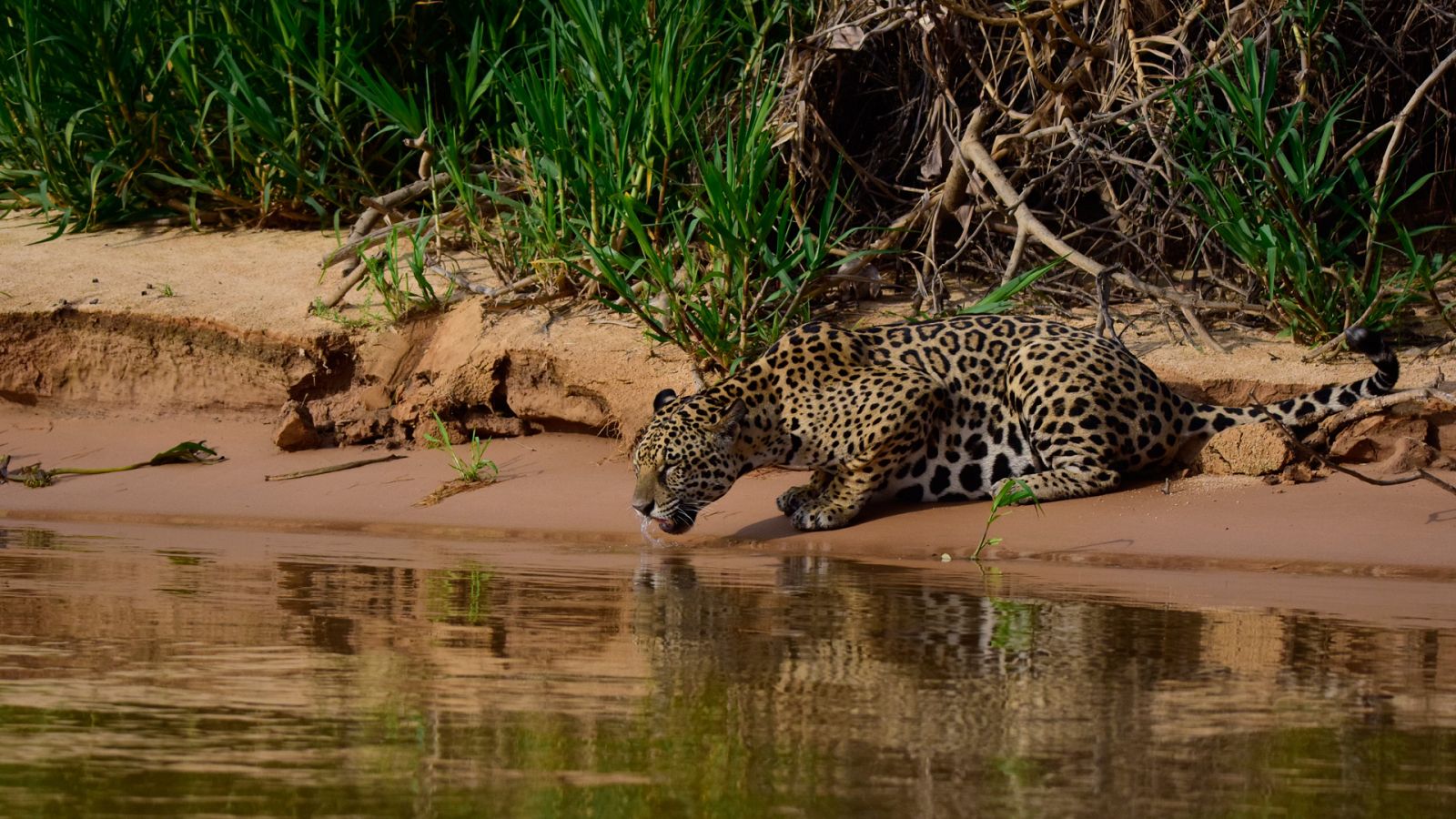 Somos documentales - La tierra del Jaguar - ver ahora