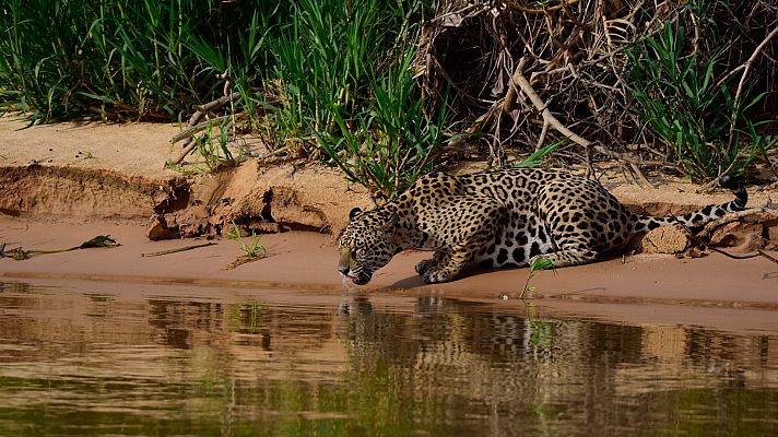 Somos Documentales - La tierra del Jaguar