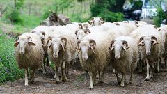 Secretos de los quesos - Quesos de los pastores de los Pirineos: España