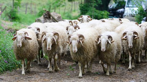 Quesos de los pastores de los Pirineos: España