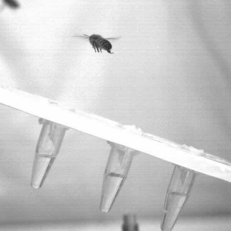 Imagen ralentizada de una abeja posándose