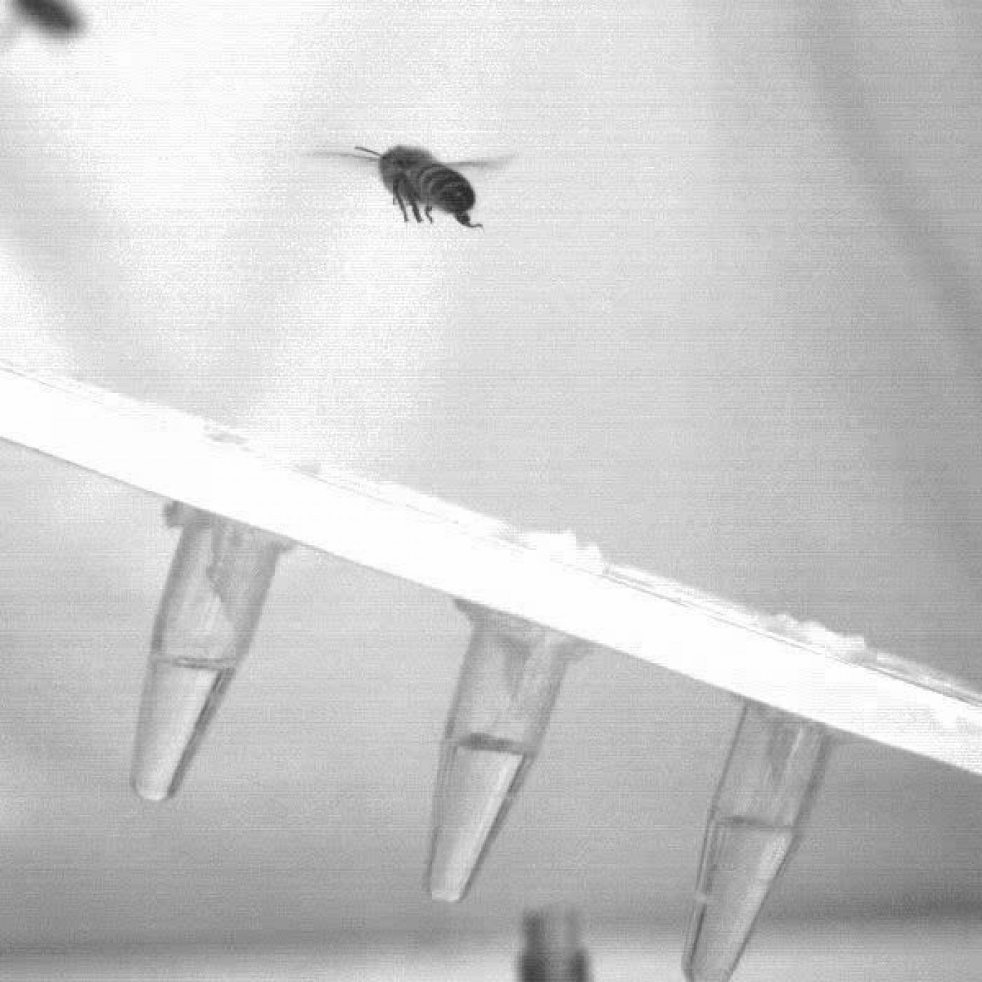  Imagen ralentizada de una abeja posándose