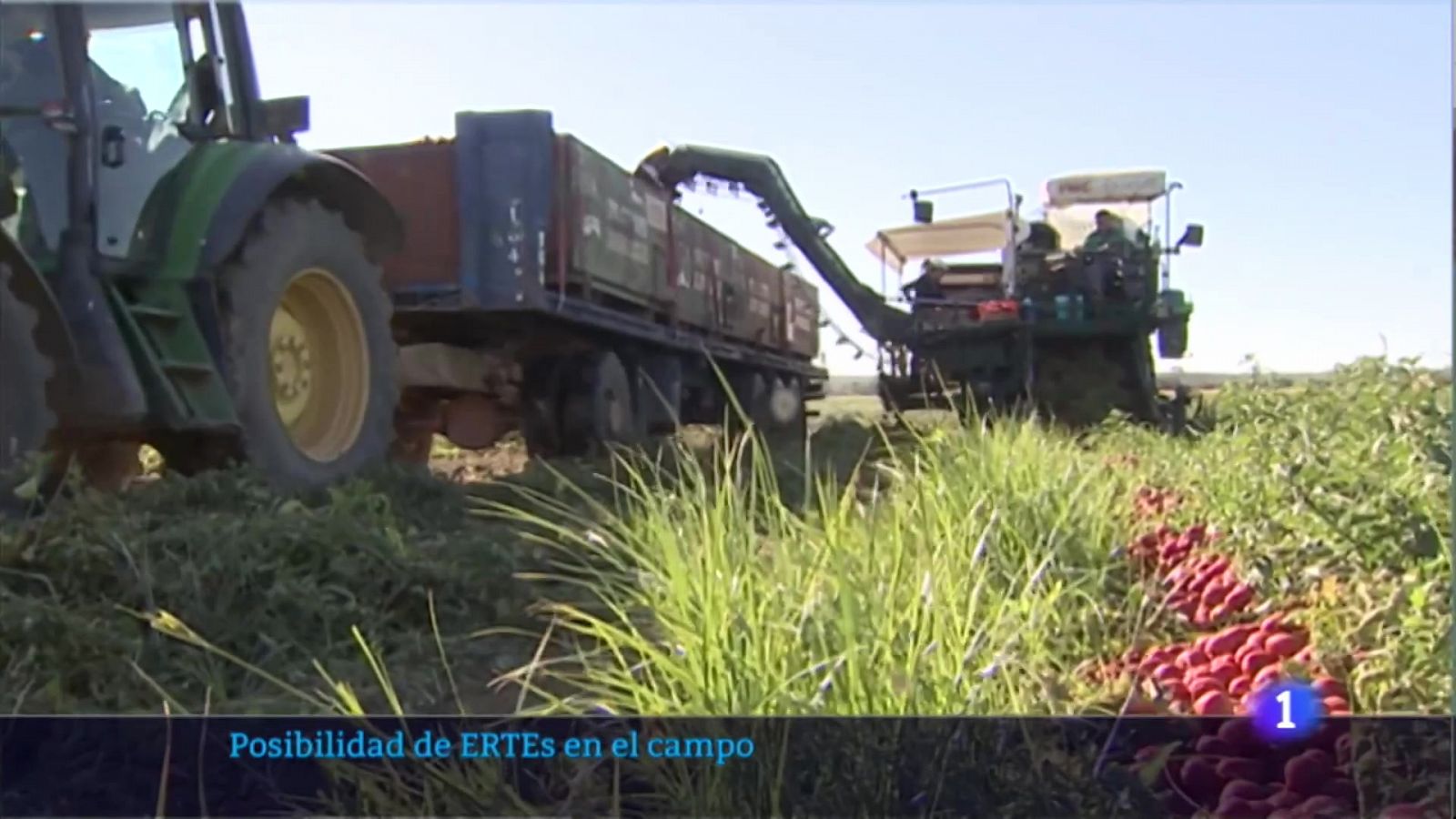 El campo extremeño ante una situación de ERTEs - RTVE.es