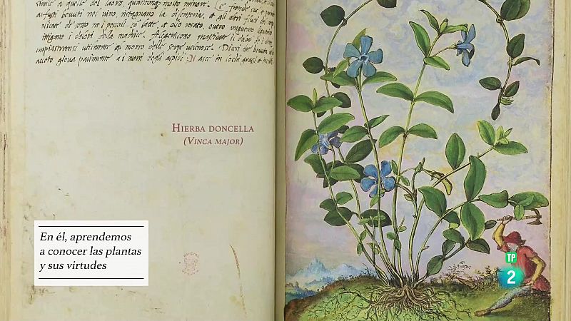 La aventura del saber - Plantas y flores curativas en los códices iluminados S. X-XVI - ver ahora