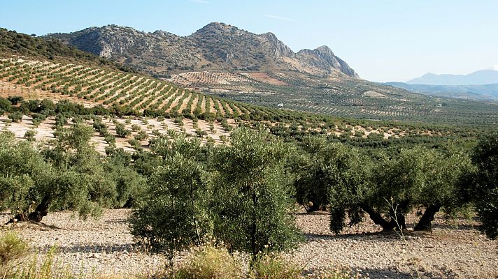 Escarabajo verde | La vida en el olivar