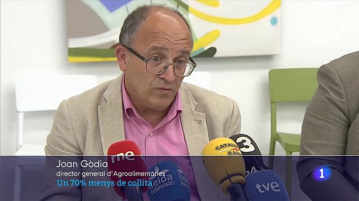 L'Informatiu - Gran part de la collita serà un 70% inferior a la d'un any sense gelades