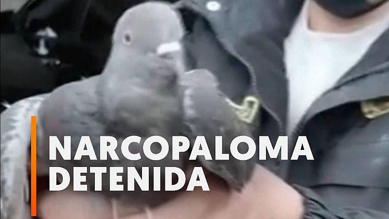 La policía de Perú atrapa a una paloma que llevaba un alijo de marihuana para presos