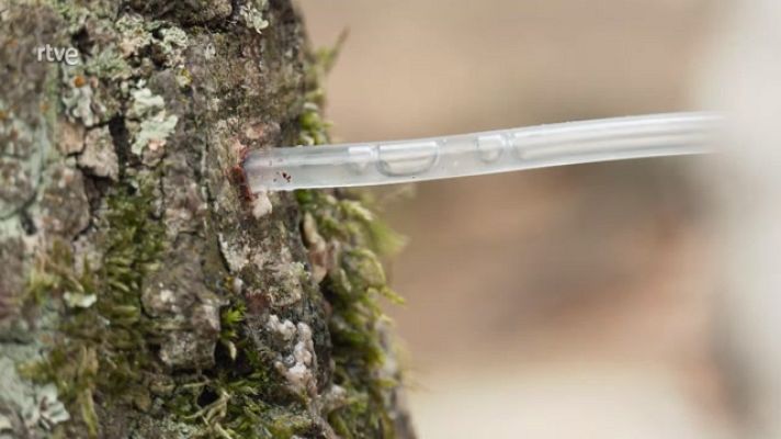 Aquí la Tierra - Salvia y abedules