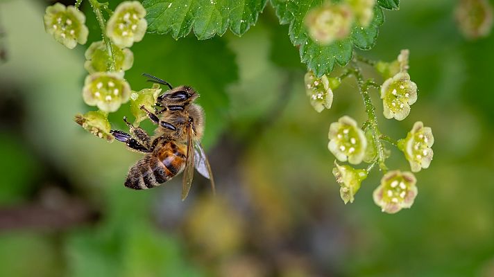 Telediario Fin de Semana - Cambio climático, urbanismo e insecticidas: las causas de la desaparición de las abejas