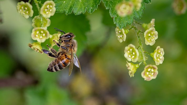 Cambio climático, urbanismo e insecticidas: las causas de la desaparición de las abejas