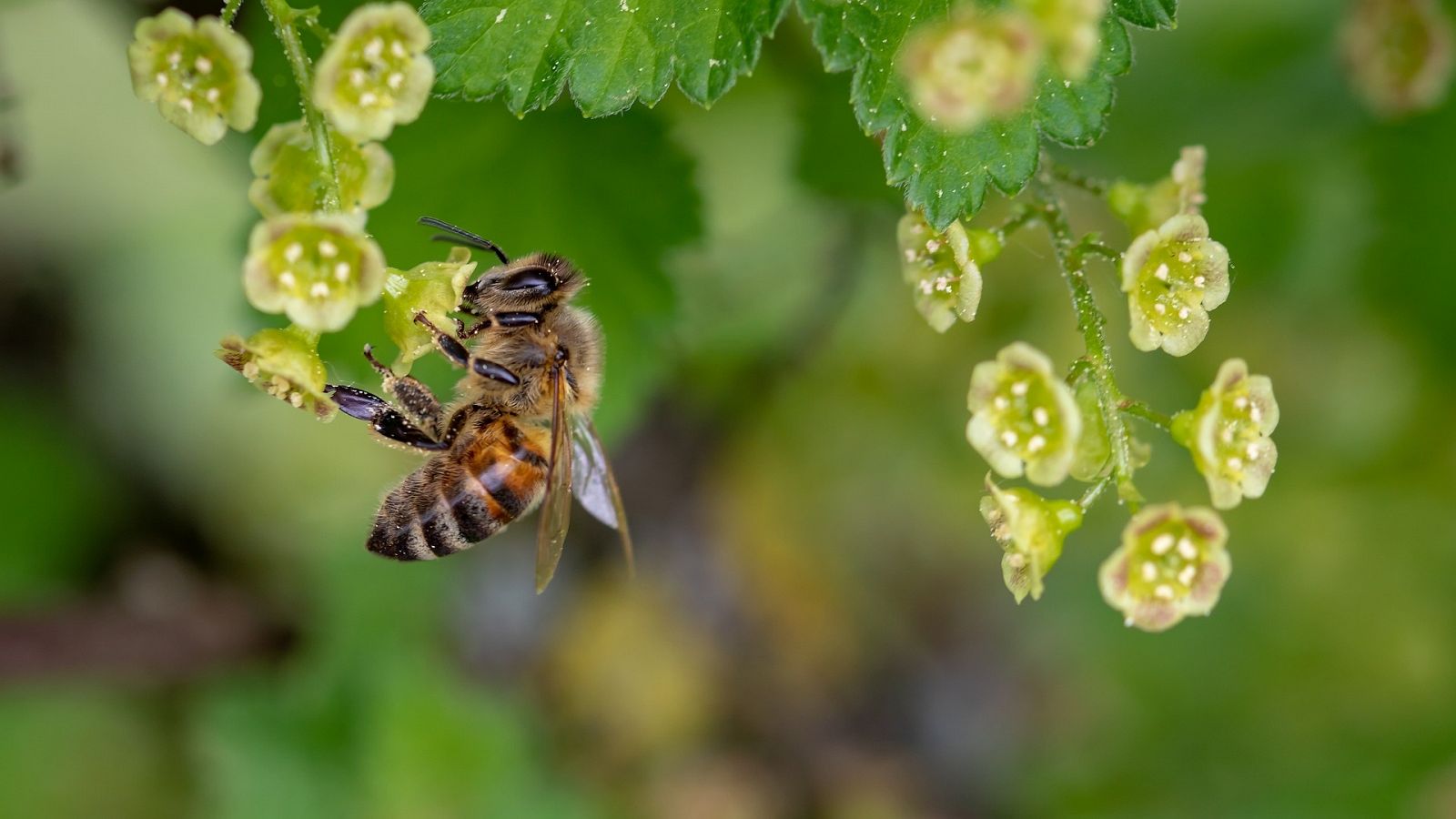 Cambio climático, urbanismo e insecticidas: las causas de la desaparición de las abejas