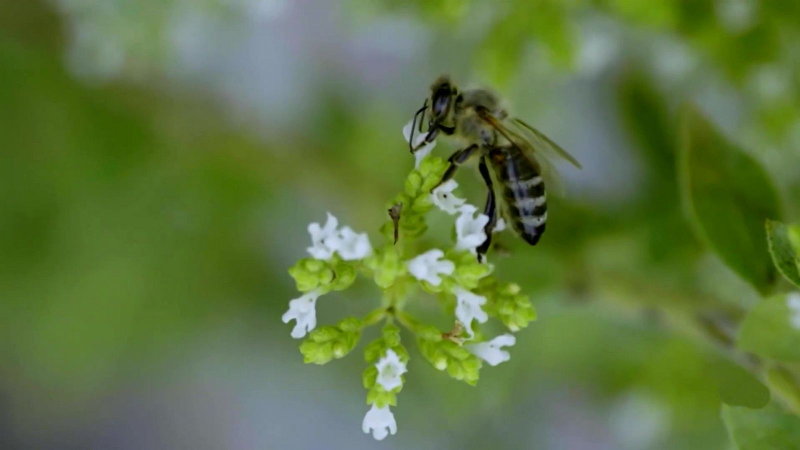 El escarabajo verde - Vida en el olivar - ver ahora