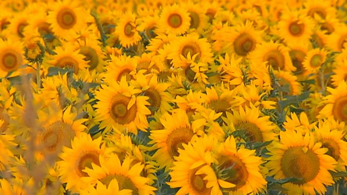 Agrosfera - Agrosfera - 21/05/22