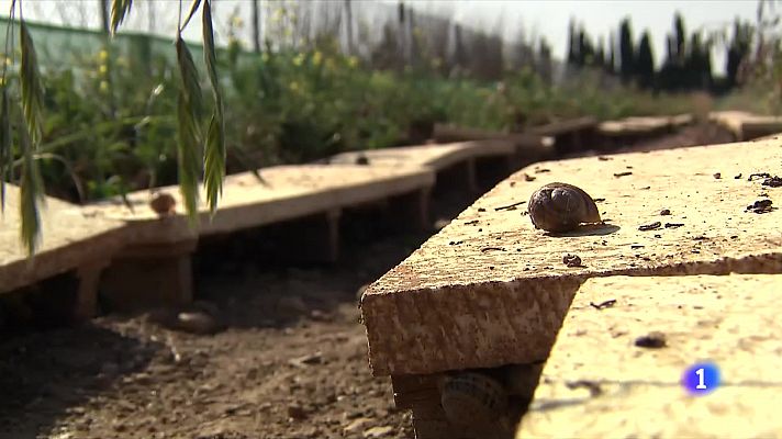 L'Informatiu - L'ingredient bàsic d'una bona caragolada